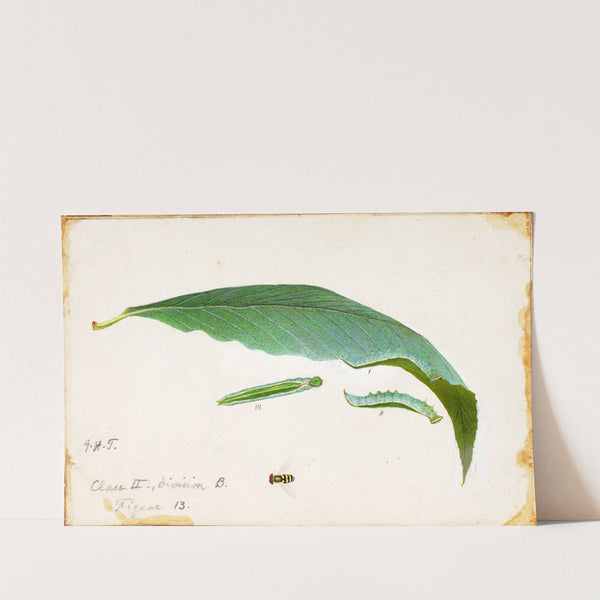 Unspotted Beach Leaf Edge Caterpillar, study for book Concealing Coloration in the Animal Kingdom by Emma Beach Thayer