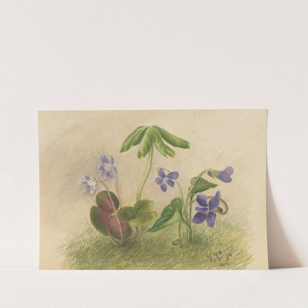 Untitled (1874) by Mary Vaux Walcott