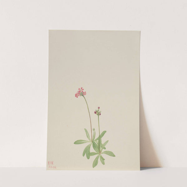 Untitled (1936) by Mary Vaux Walcott