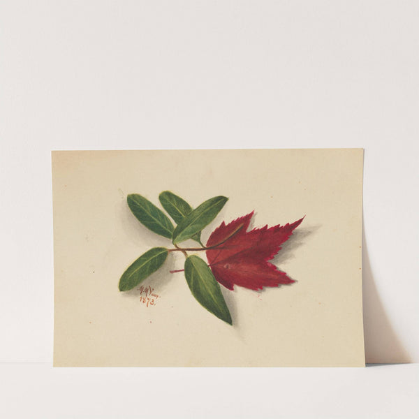 Untitled (1873) by Mary Vaux Walcott