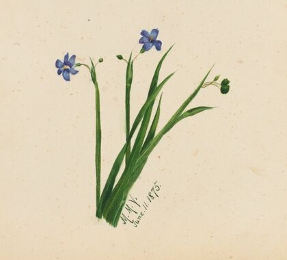 Untitled (1875)