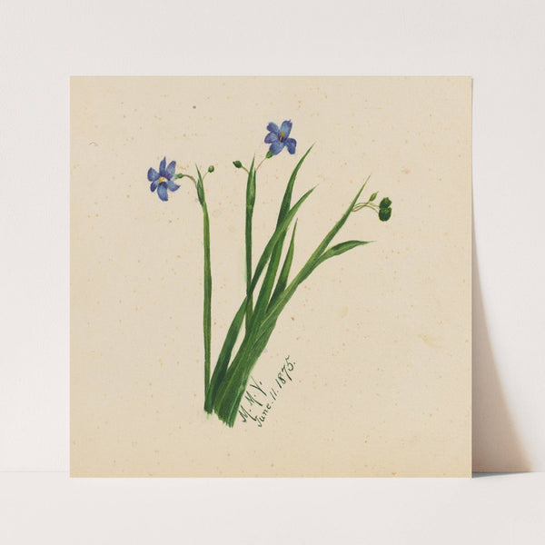 Untitled (1875) by Mary Vaux Walcott