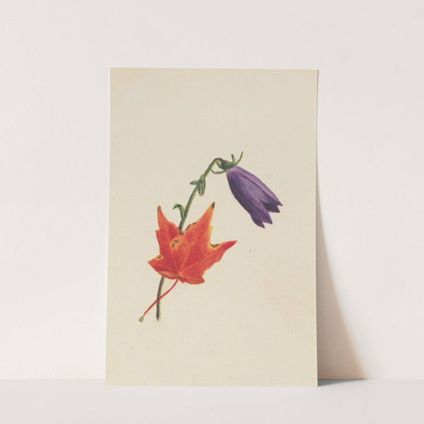 Untitled (ca. 1876) by Mary Vaux Walcott