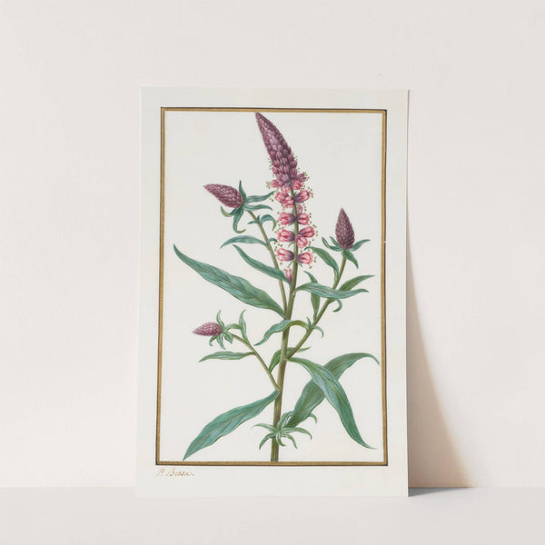 Untitled (1828–1835) by Pancrace Bessa