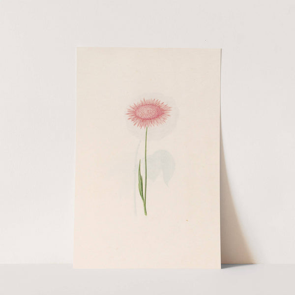 Untitled (1692) by Magdelena Rosina Funck