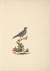 Untitled Bird
