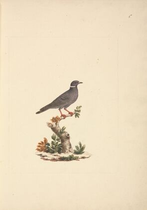 Untitled Bird