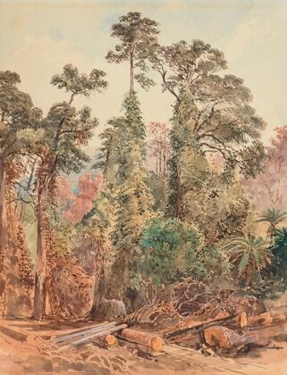 Untitled (Bush Tramway, Pigeons Bush)