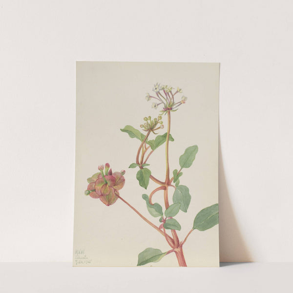 Untitled (Tripterocalyx pedunculatus) (1935) by Mary Vaux Walcott