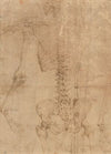 Upper Half of Skeleton from the Back (early 1540s)