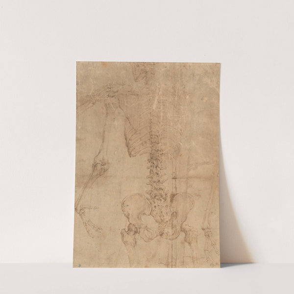 Upper Half of Skeleton from the Back (early 1540s) by Battista Franco