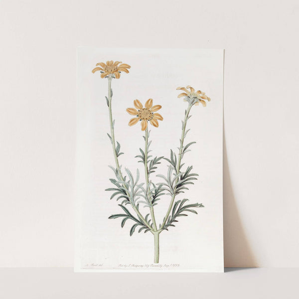 Upright-branching Baebera by Sydenham Edwards