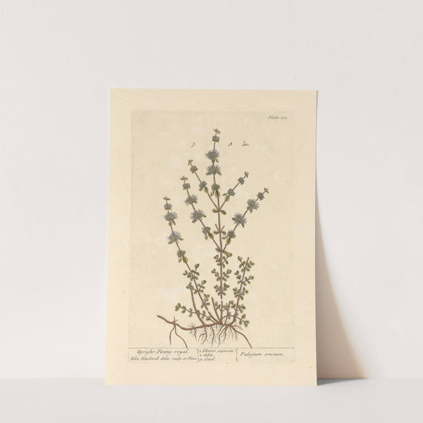 Upright penny royal by Elizabeth Blackwell