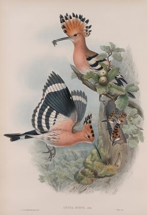 Upupa epops. Hoopoe. (1862-1873)