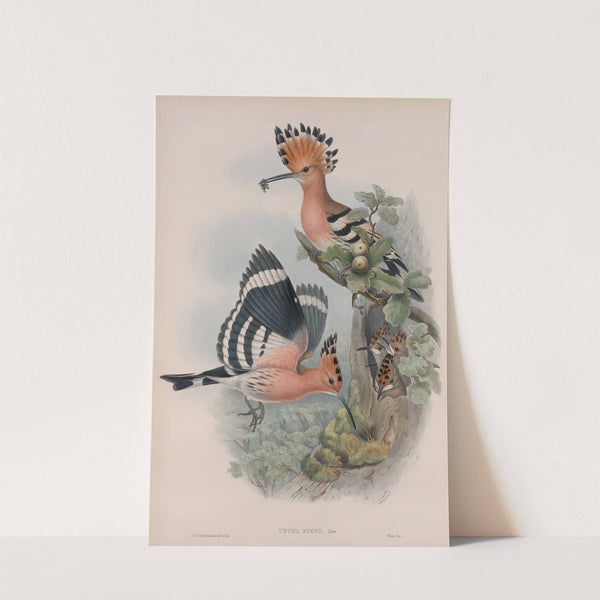 Upupa epops. Hoopoe. (1862-1873) by John Gould