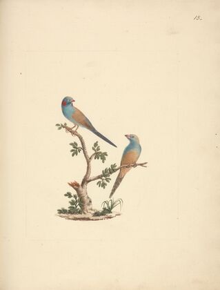 Uraeginthus bengals (Red Cheeked Cordon Bleu)