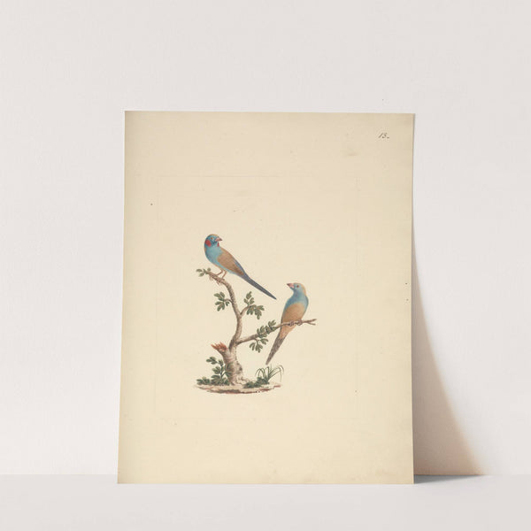 Uraeginthus bengals (Red Cheeked Cordon Bleu) by Luigi Balugani