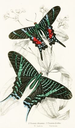 Urania Sloanus, Urania Leilus