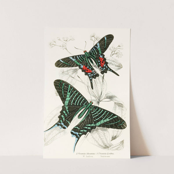 Urania Sloanus, Urania Leilus by James Duncan