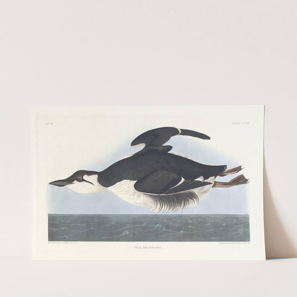 Uria brunnichii (1827–1838) by John James Audubon