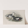 Uria grylle. Black Guillemot. (1862-1873) by John Gould