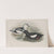 Uria grylle. Black Guillemot. (1862-1873) by John Gould