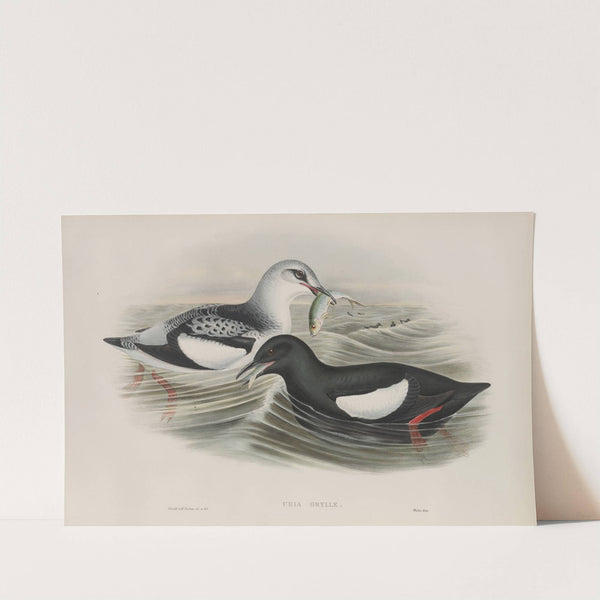 Uria grylle. Black Guillemot. (1862-1873) by John Gould