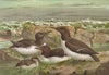 Uria lomvia (L.), Uria rhingvia Brunn