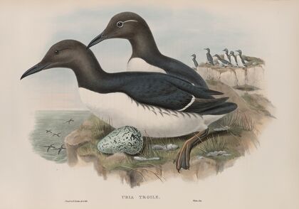 Uria troile. Common Guillemot. (1862-1873)