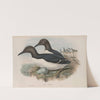 Uria troile. Common Guillemot. (1862-1873) by John Gould