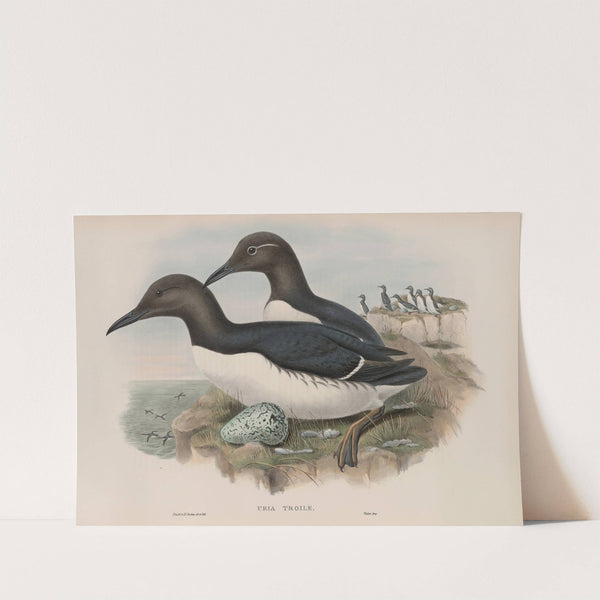 Uria troile. Common Guillemot. (1862-1873) by John Gould
