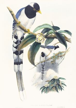 Urocissa cucullata