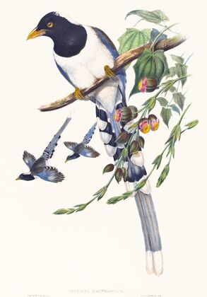 Urocissa magnirostris