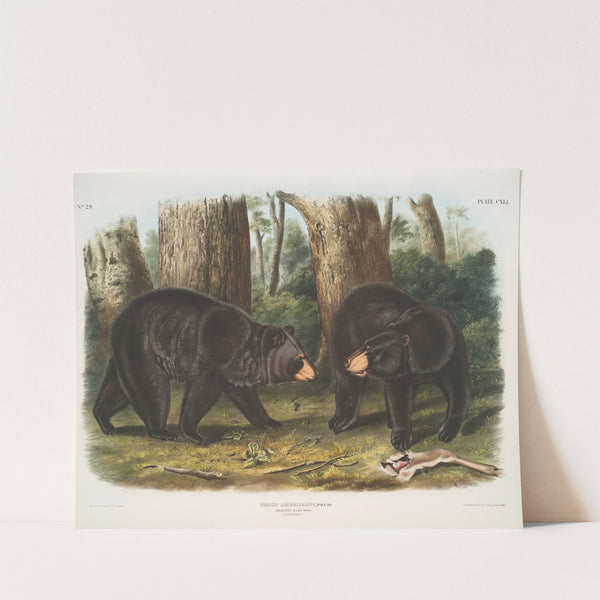 Ursus Americanus, American Black Bear. Male & female. (1845-1848) by John Woodhouse Audubon