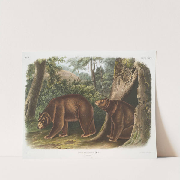 Ursus Americanus, var. Cinnamonum, Cinnamon Bear. Male & female. (1845-1848) by John Woodhouse Audubon