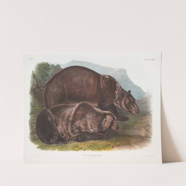 Ursus ferox, Grizzly Bear. Males. (1845-1848) by John Woodhouse Audubon