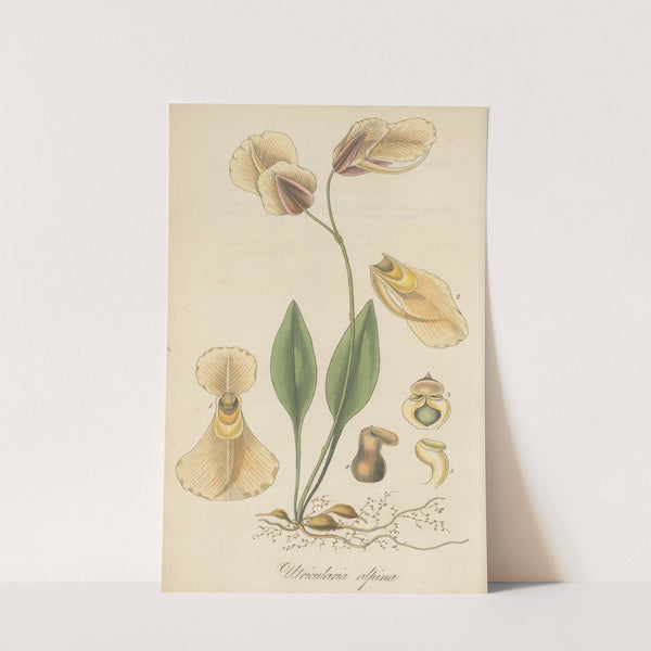 Utricularia alpina by William Jackson Hooker