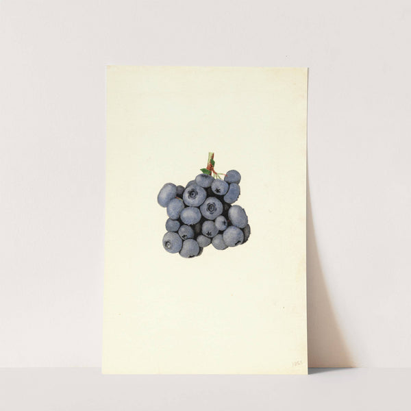 Vaccinium corymbosum: Stanley (1940) by James Marion Shull