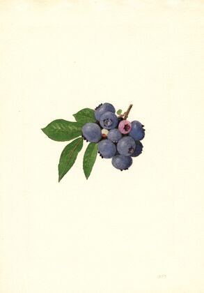 Vaccinium corymbosum: Weymouth — size preview