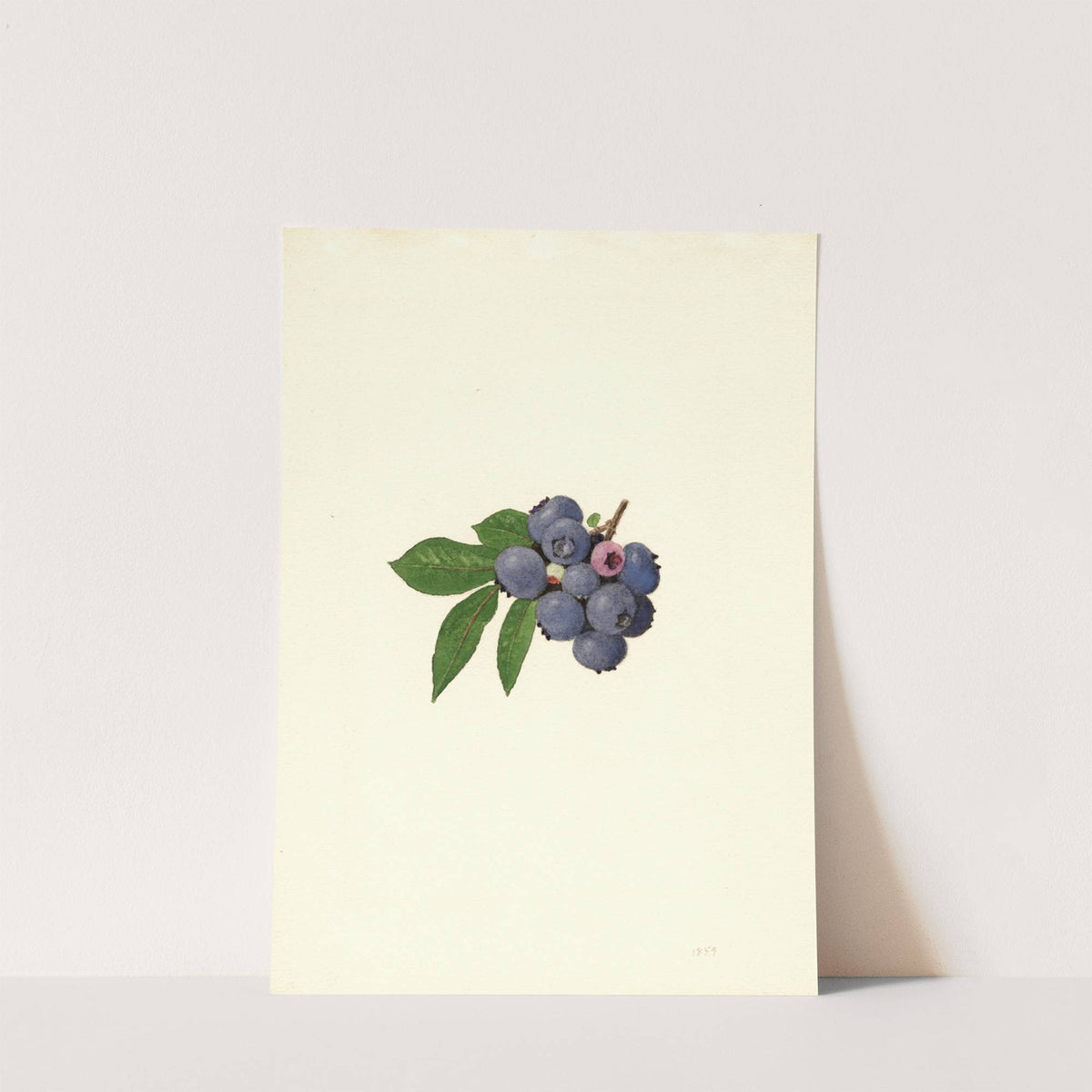 Vaccinium corymbosum: Weymouth (1940) by James Marion Shull
