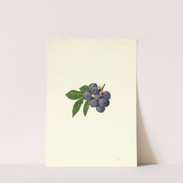 Vaccinium corymbosum: Weymouth (1940) by James Marion Shull