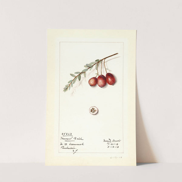 Vaccinium macrocarpon: Howard Bell by Mary Daisy Arnold