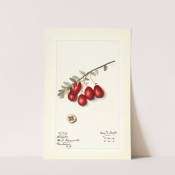 Vaccinium macrocarpon: Jumbo by Mary Daisy Arnold