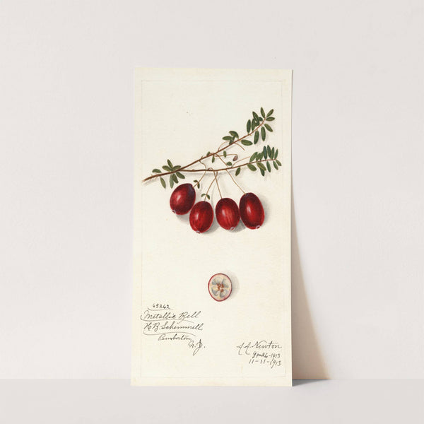 Vaccinium macrocarpon: Metallic Bell by Amanda Almira Newton