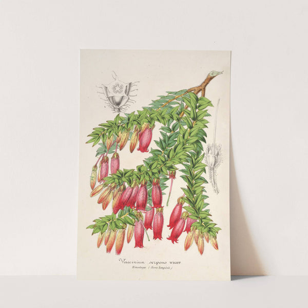 Vaccinium serpens by Charles Antoine Lemaire