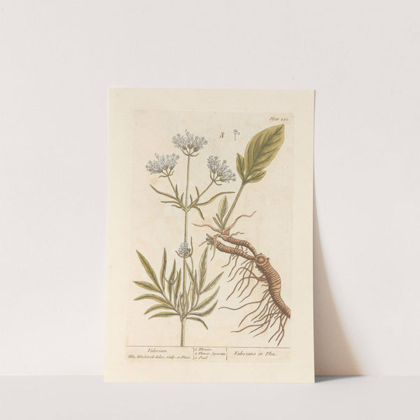 Valerian by Elizabeth Blackwell