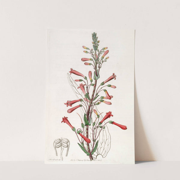 Valerian-leaved Chelone by Sydenham Edwards