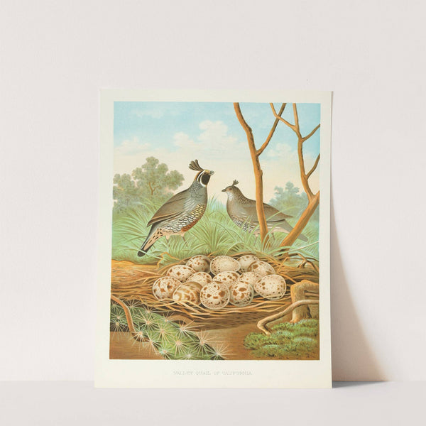 Valley Quail of California (1882) by Edwin L. Sheppard