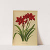 Vallota Purpurea ( Amaryllis ) (1872-1881) by Arentina Hendrica Arendsen