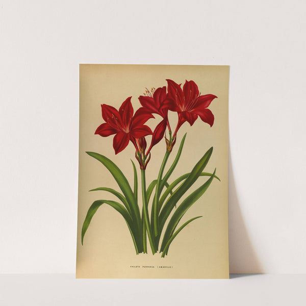 Vallota Purpurea ( Amaryllis ) (1872-1881) by Arentina Hendrica Arendsen